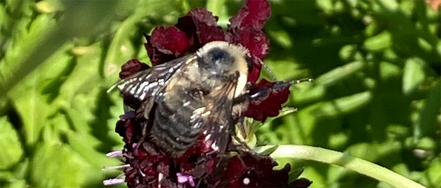 Photo of a brown-belted bumblebee
