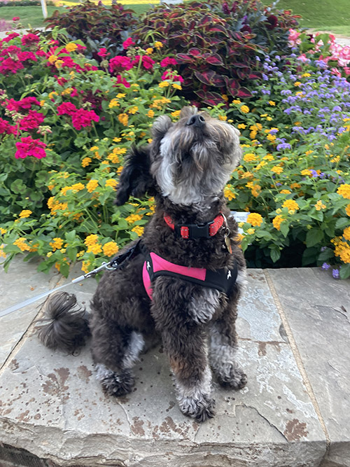 Mei Mei sitting in the garden.