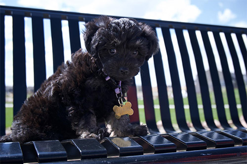 Mei Mei sitting on a bench at the park.