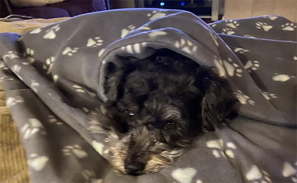 Mei Mei falling asleep in a blanket.